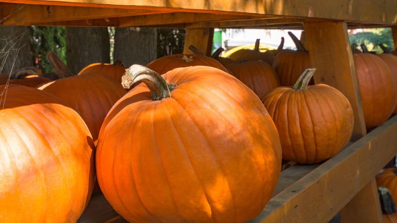 Check Stored Squash Regularly For Trouble Check Stored Squash Regularly For Trouble