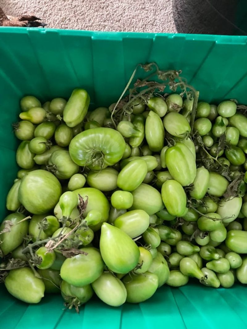 Check Stored Tomatoes Regularly