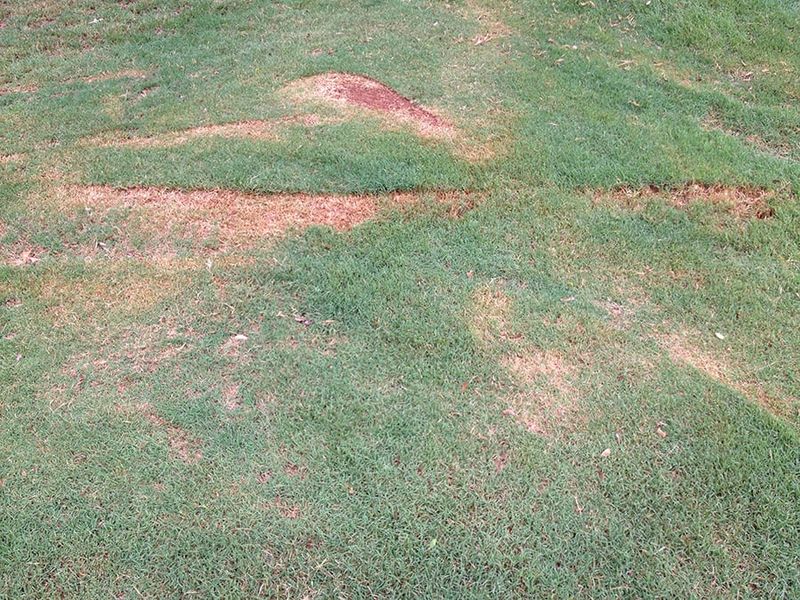 Check Stressed Areas Before The Damage Spreads Check Stressed Areas Before The Damage Spreads
