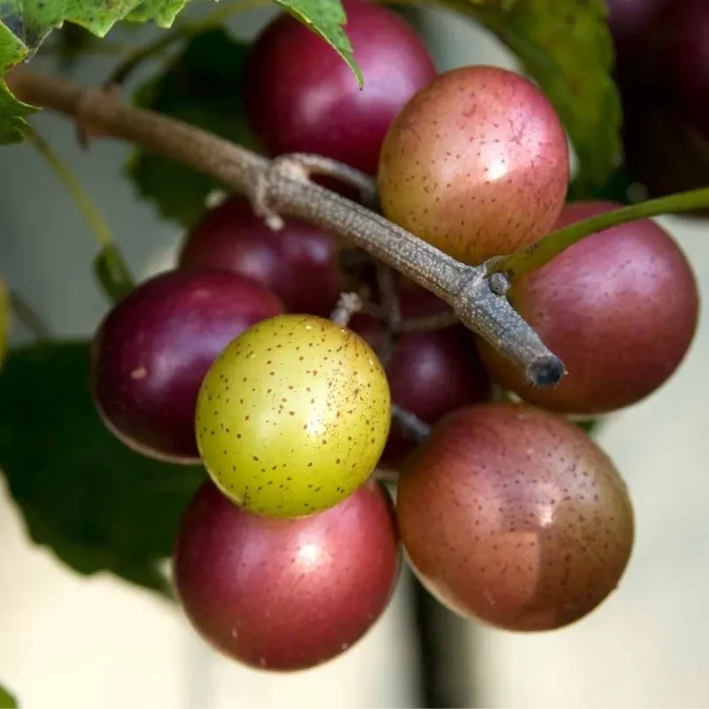 Check Texture Before Harvesting Bunches Check Texture Before Harvesting Bunches