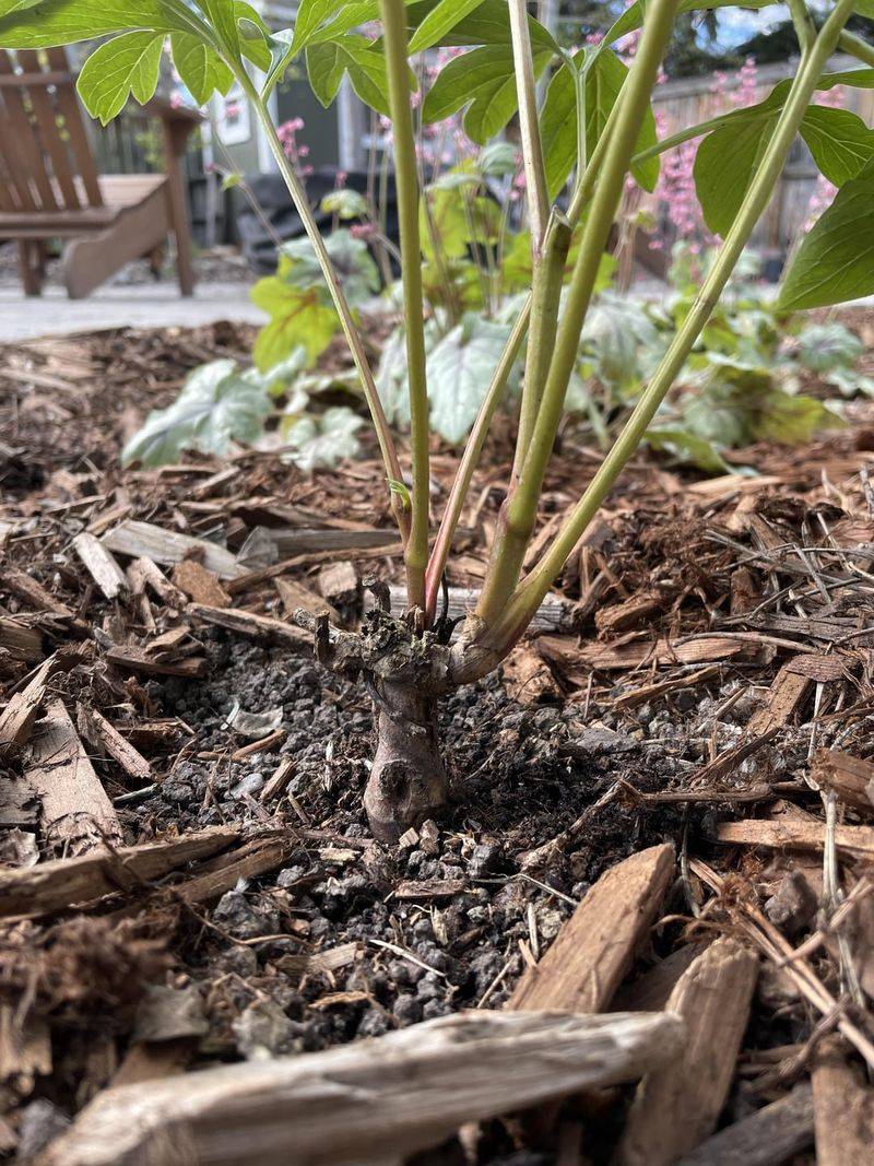 Check That Peony Eyes Are Sitting At The Right Depth