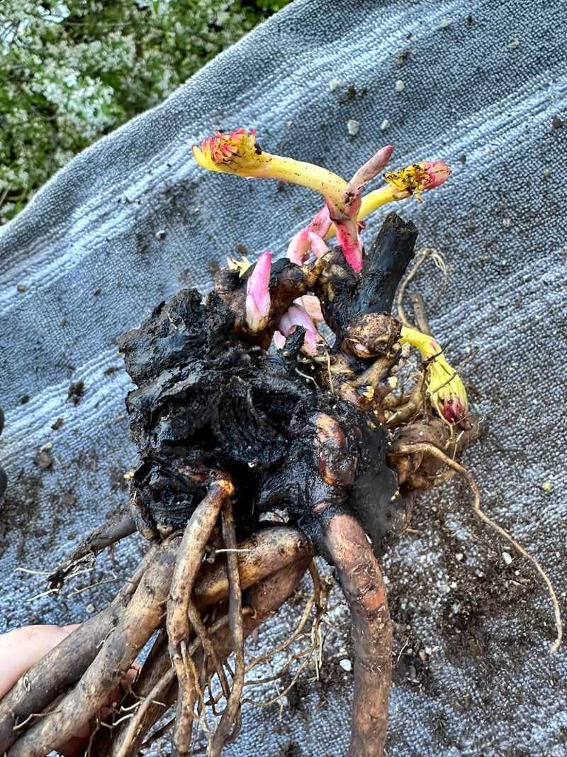Check The Crown For Signs Of Rot Or Disease Check The Crown For Signs Of Rot Or Disease