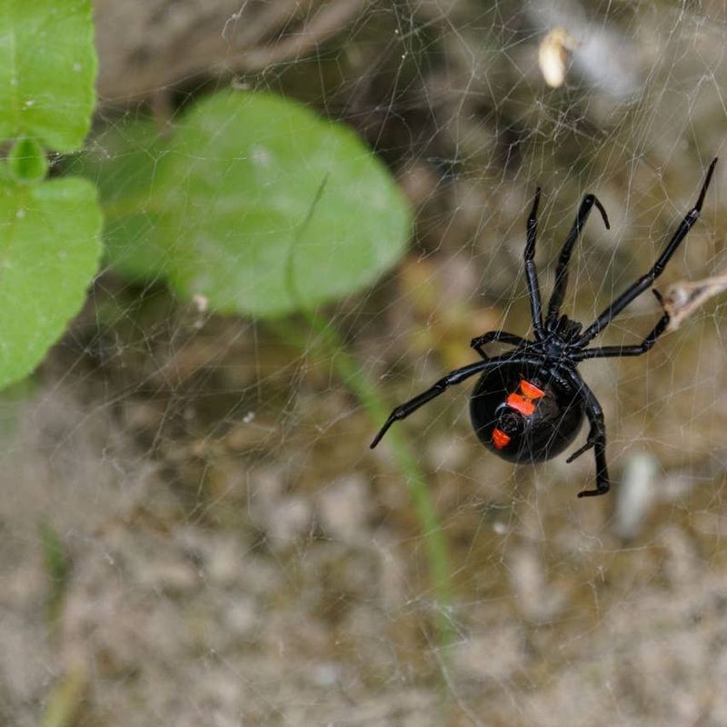 Check The Garden Areas Where Bites Happen