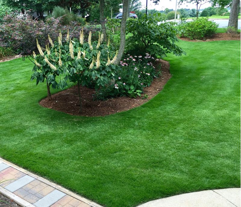 Check The Grass Color Before Reaching For Fertilizer Check The Grass Color Before Reaching For Fertilizer