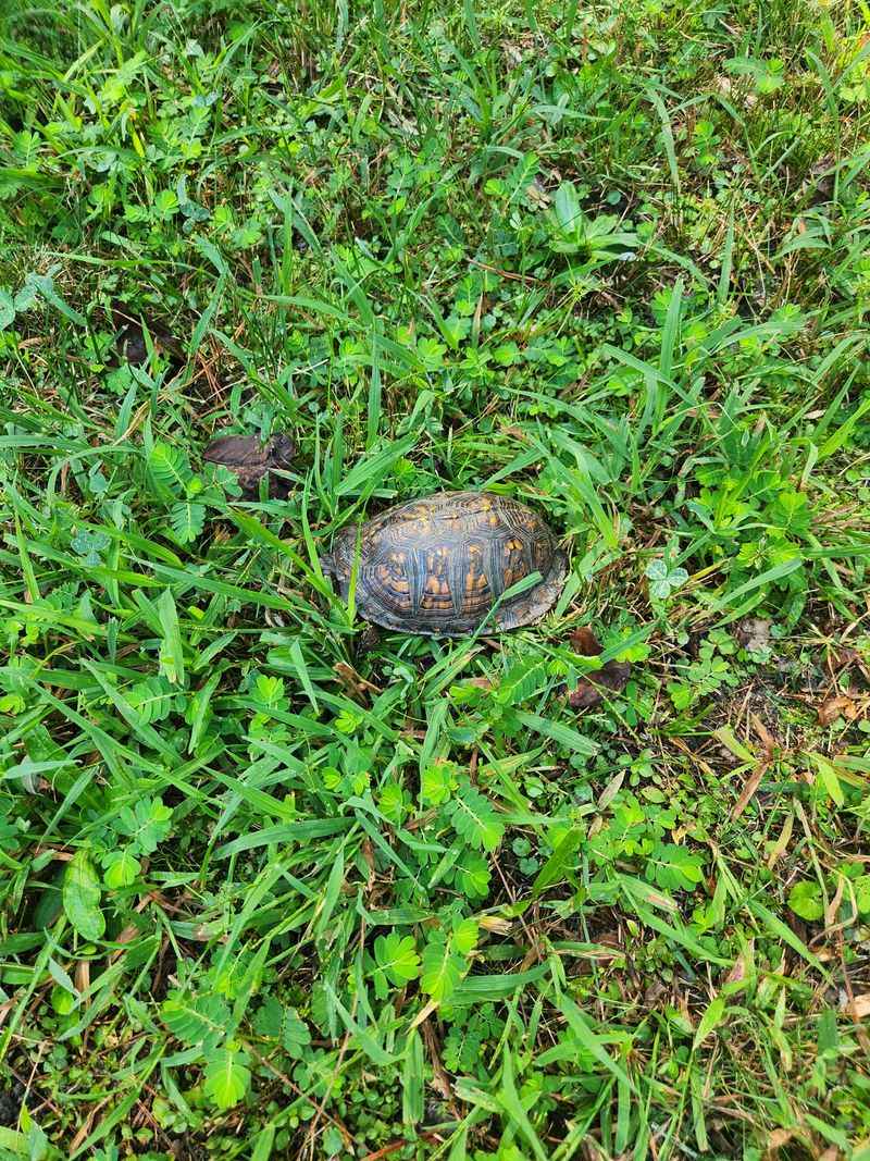 Check The Ground Before Mowing Check The Ground Before Mowing