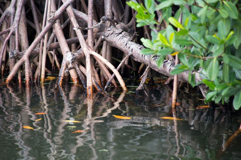 Check The Mean High Water Line Before Moving Waterward Check The Mean High Water Line Before Moving Waterward