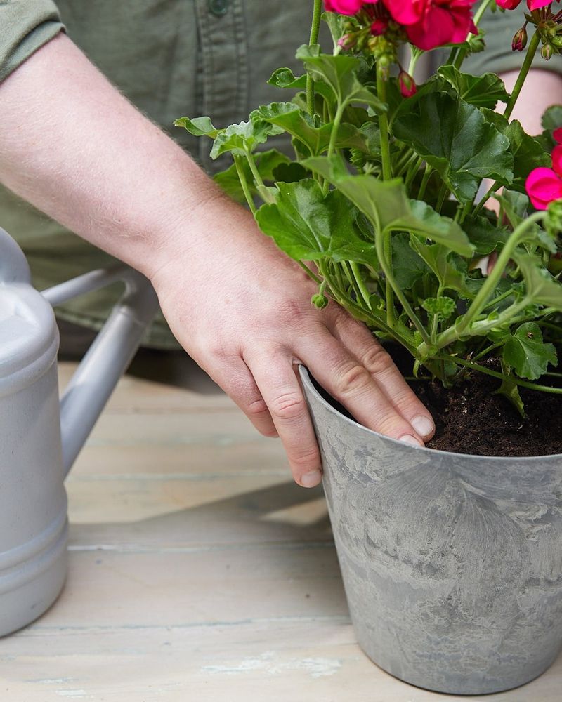 Check The Plant Before Bringing It Indoors