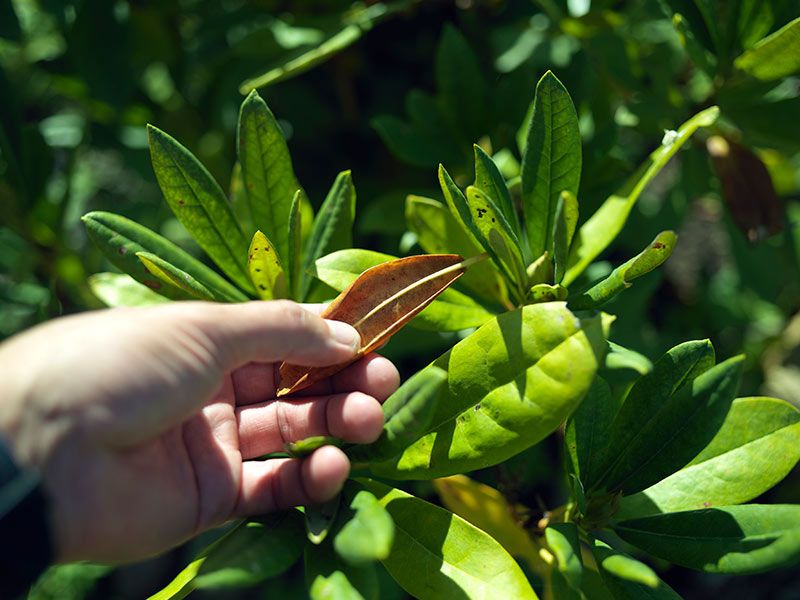 Check The Plant For Water Stress Check The Plant For Water Stress