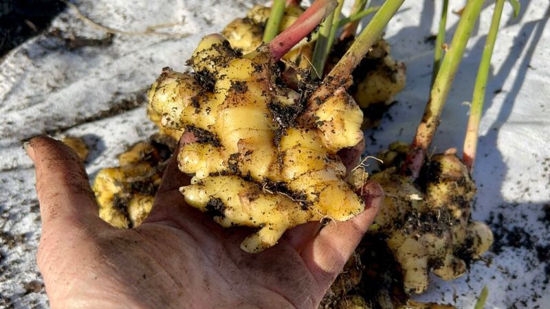 Check The Rhizomes Before Harvesting Check The Rhizomes Before Harvesting