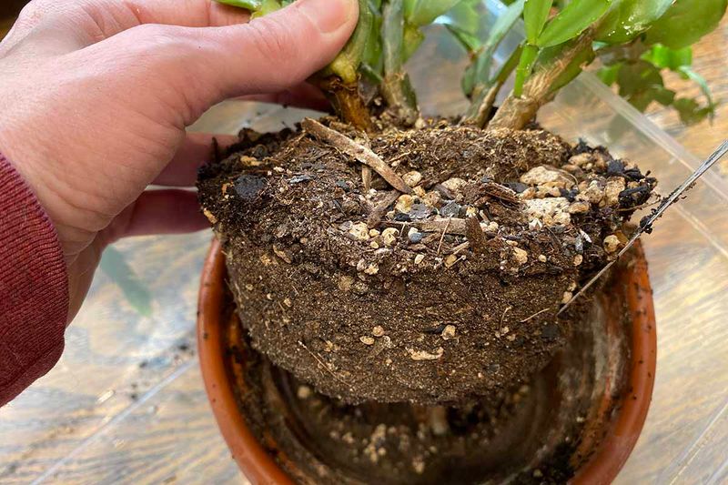 Check The Roots And Repot If Needed