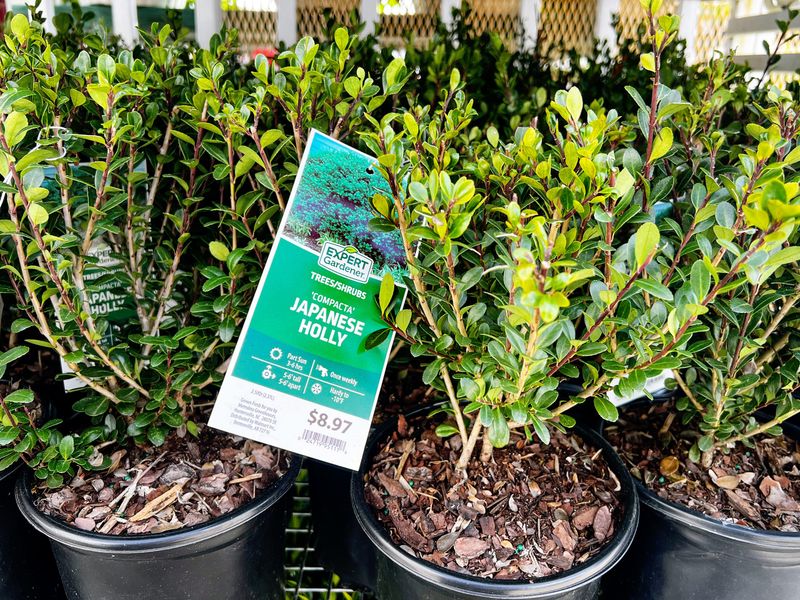 Check The Scientific Name Before Assuming A Plant Is Allowed Check The Scientific Name Before Assuming A Plant Is Allowed