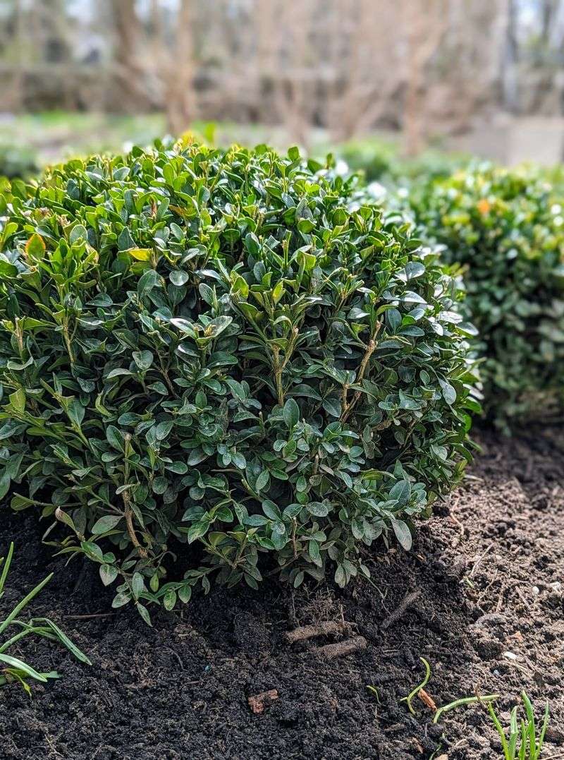 Check The Soil Around Your Boxwoods