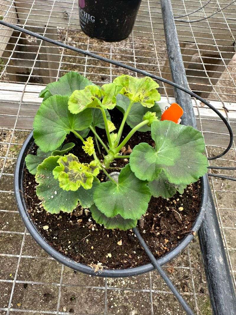 Check The Soil Before Adding Fertilizer