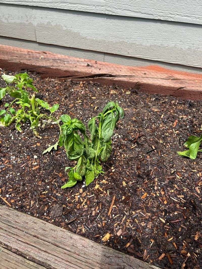 Check The Soil Before Watering