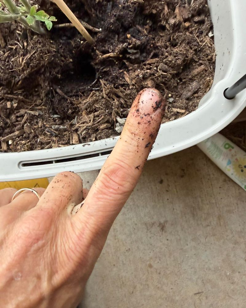 Check The Soil Before Watering
