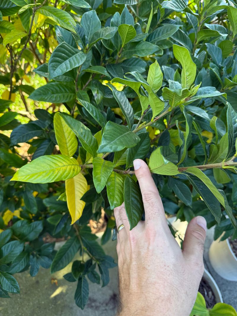 Check The Soil pH Around Your Shrubs