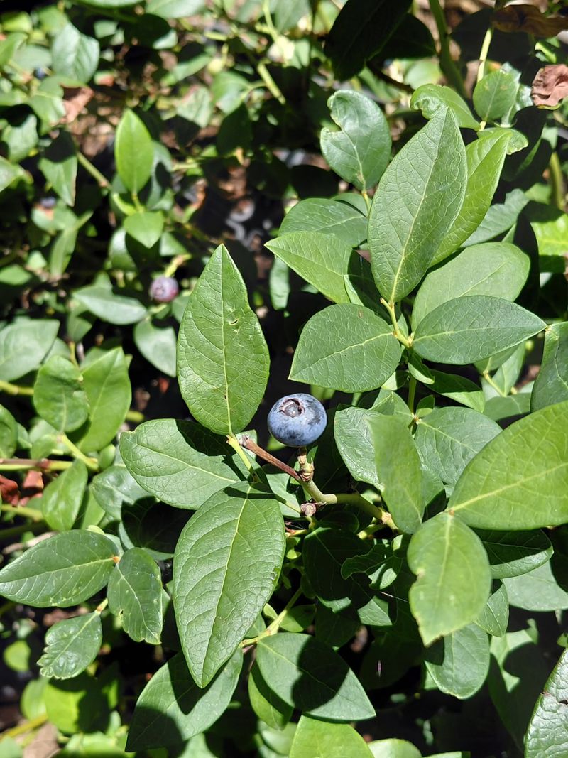 Check The Undersides Of Blueberry Leaves