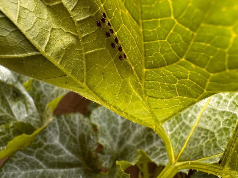 Check The Undersides Of Leaves First