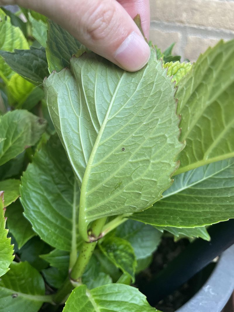 Check The Undersides Of Leaves For Aphids