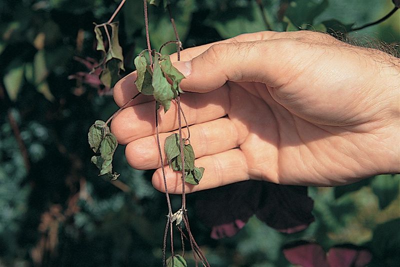 Check The Vine For Disease And Damage