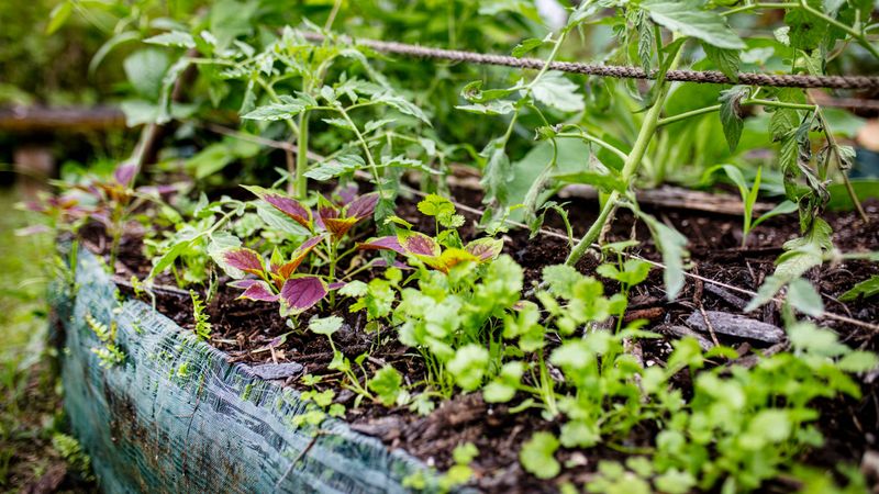 Check These Hidden Cold-Sensitive Plants Around Your Yard Check These Hidden Cold-Sensitive Plants Around Your Yard