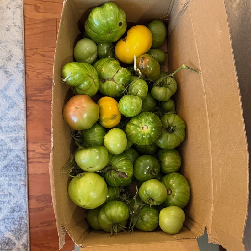 Check Tomatoes Weekly For Ripening Progress