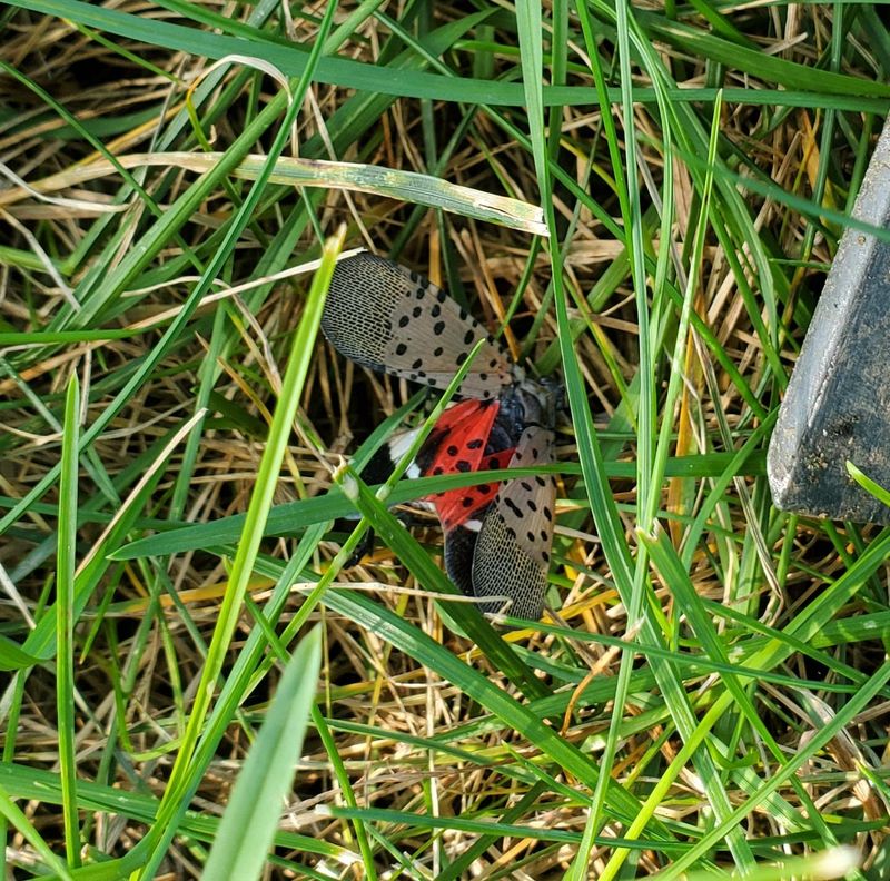 Check Trees And Plants For More Lanternfly Activity