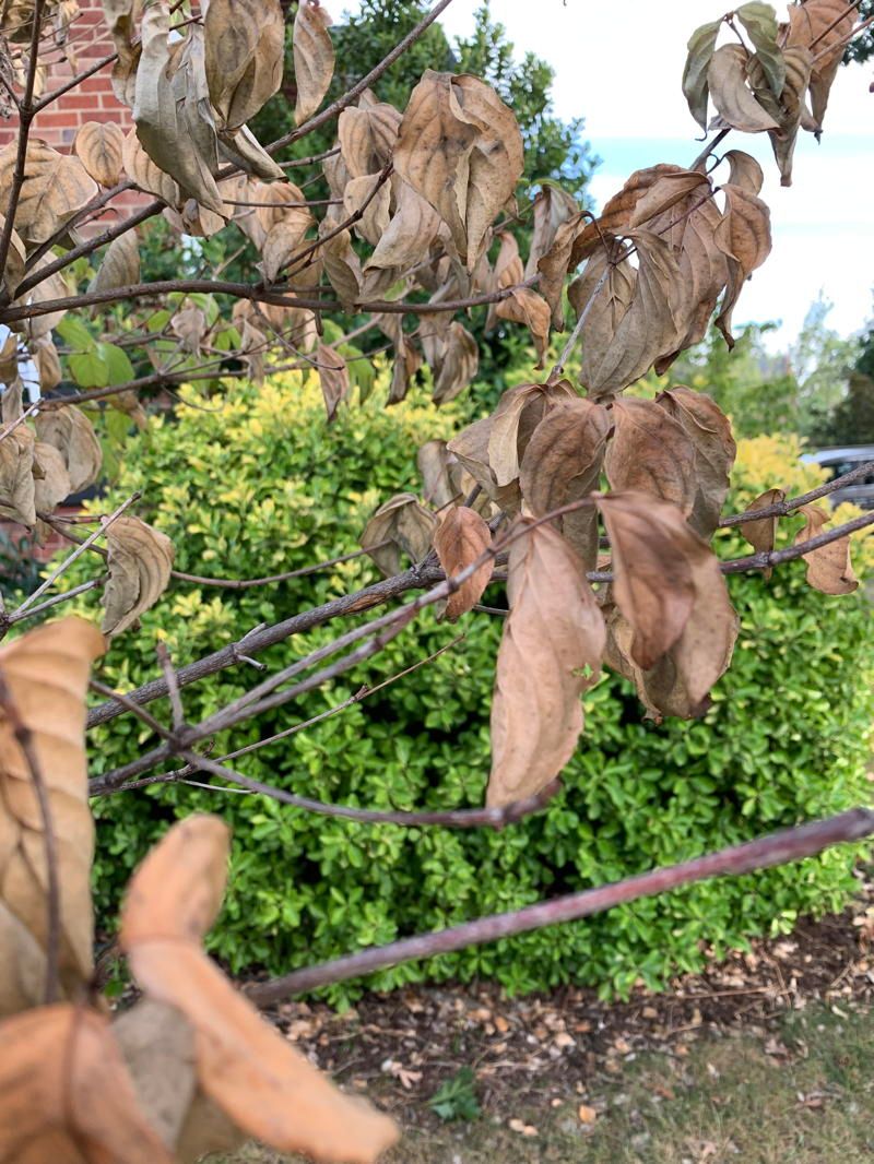 Check Trees And Shrubs For Lingering Drought Stress