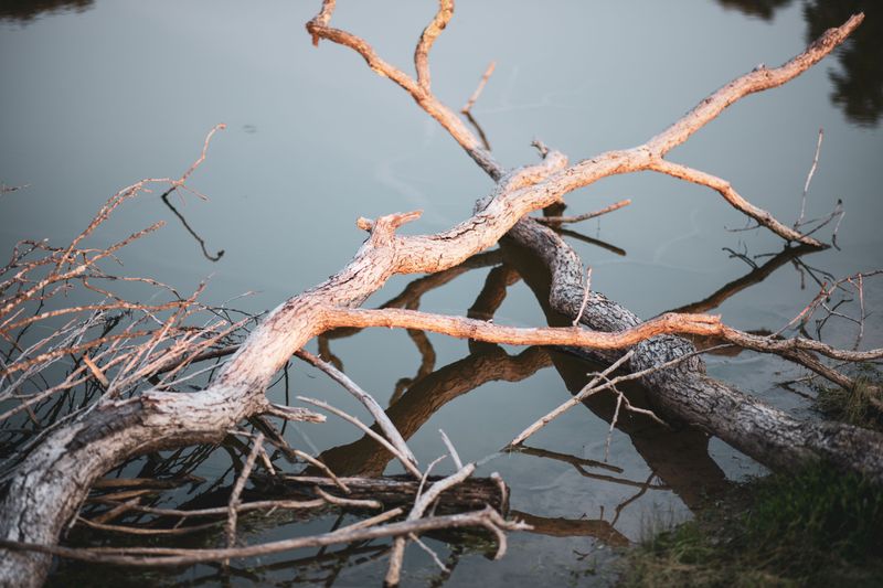 Check Trees For Lifeless Or Hazardous Branches Check Trees For Lifeless Or Hazardous Branches