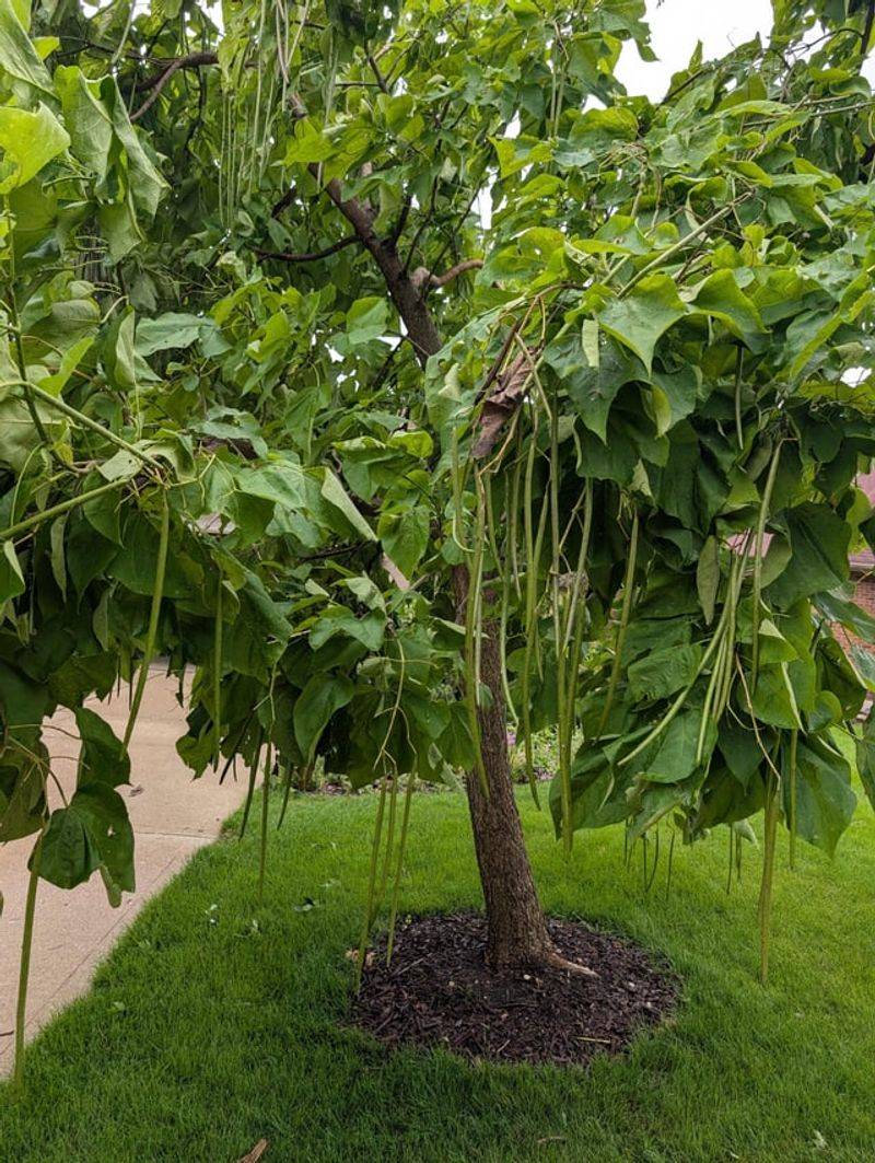Check Trees For Newly Leaning Trunks