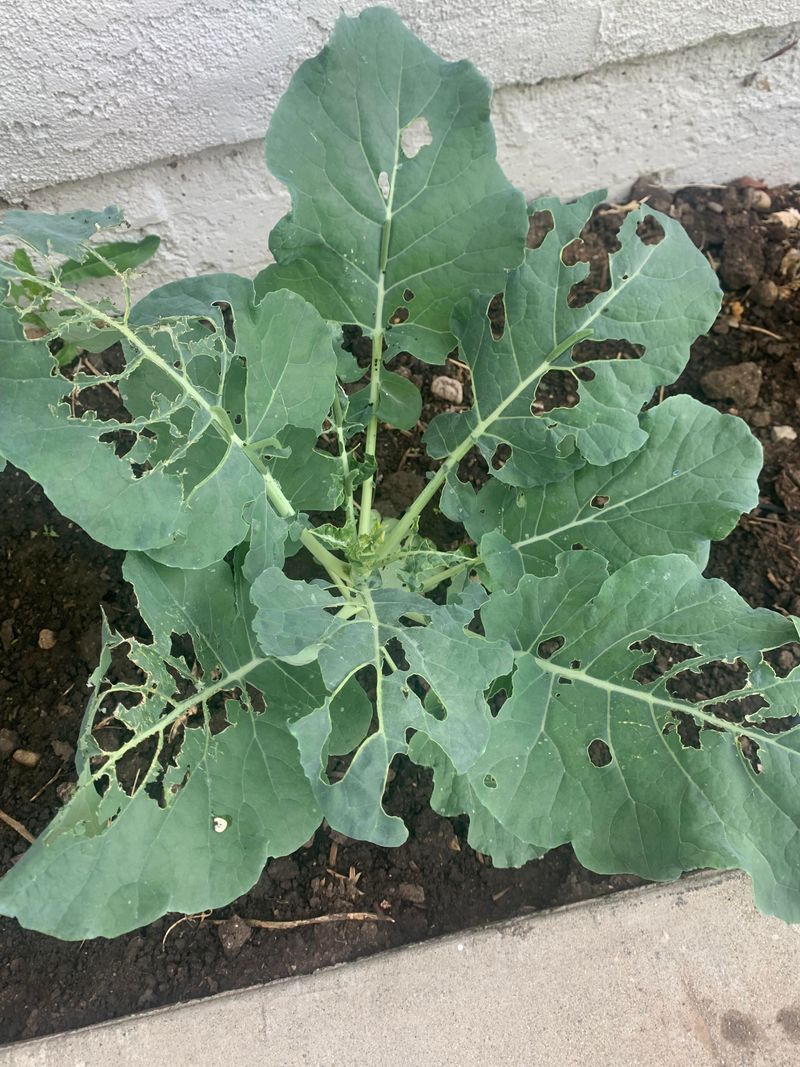 Check Under Leaves Before Treating