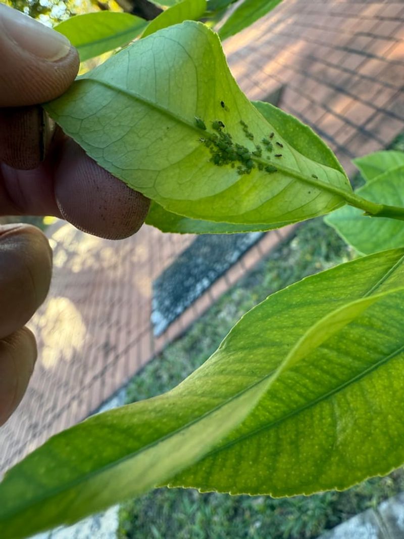 Check Undersides Of Leaves For Aphids And Mites