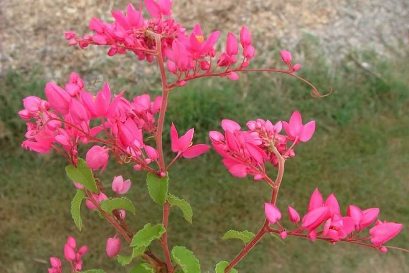 Check Vines For Clusters Of Three-Sided Seeds Check Vines For Clusters Of Three-Sided Seeds