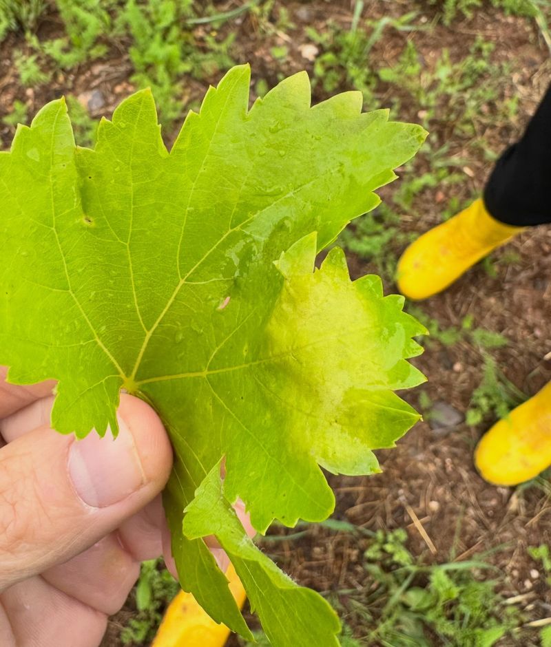 Check Vines For Disease Problems