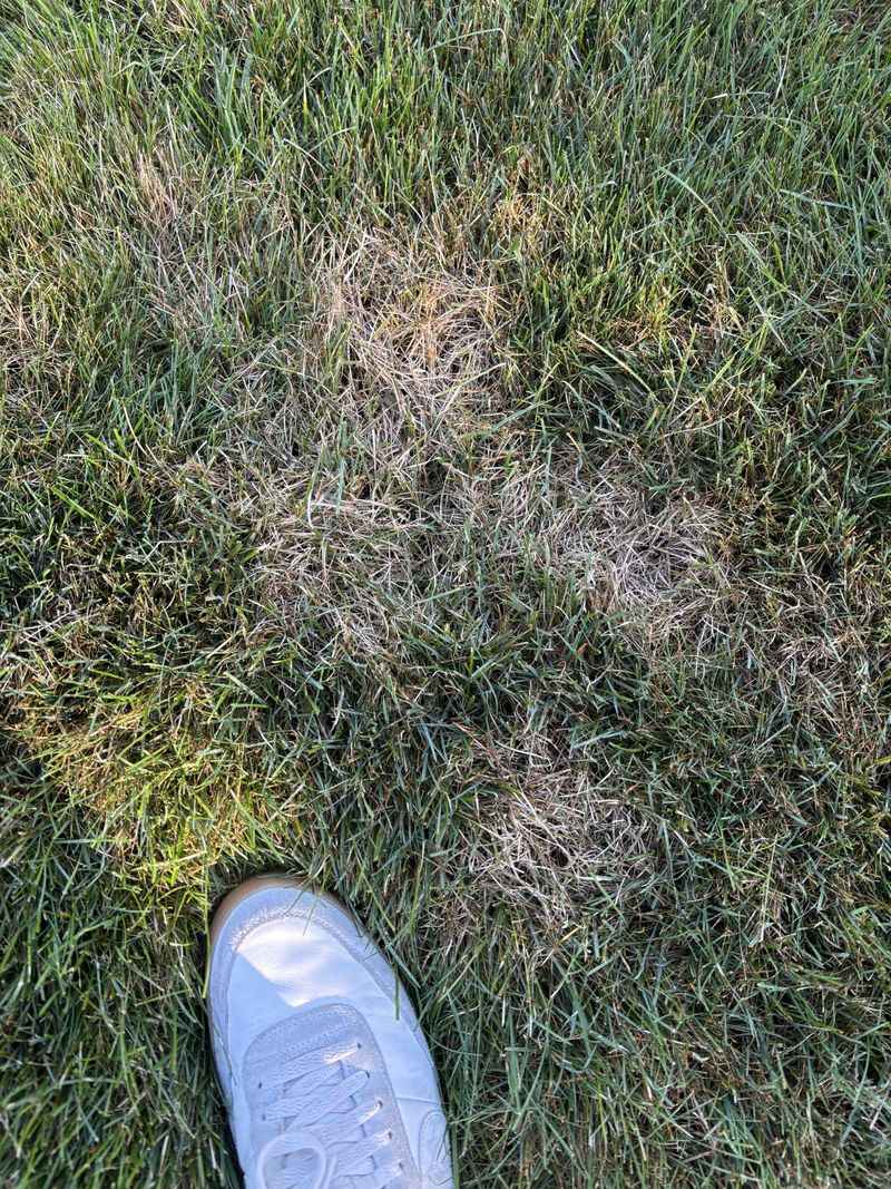Check Whether The Grass Is Just Sleeping