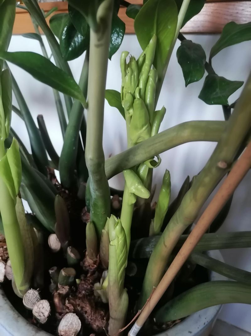 Check Whether The Plant Is Still Growing