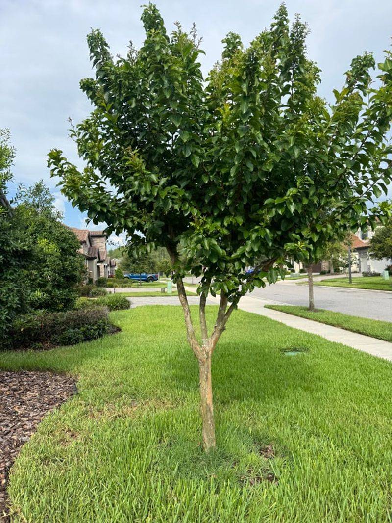 Check Whether The Tree Looks Healthy Check Whether The Tree Looks Healthy