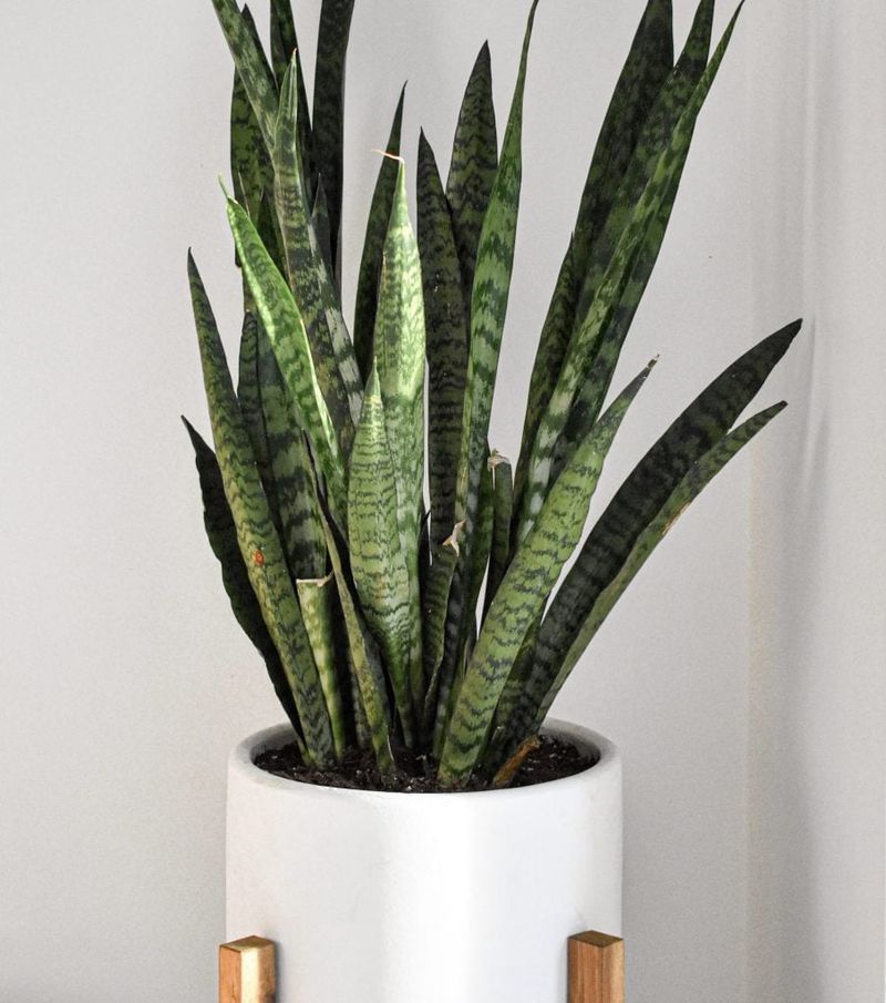 Check Whether Your Arizona Snake Plant Is Ready