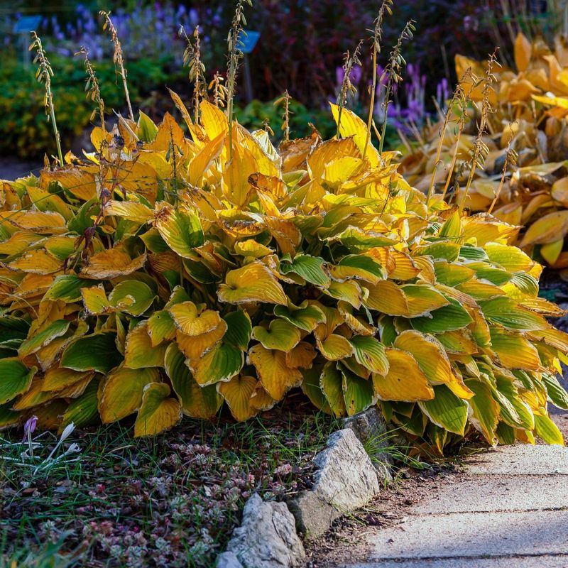Check Whether Your Hostas Still Like Their Spot Check Whether Your Hostas Still Like Their Spot