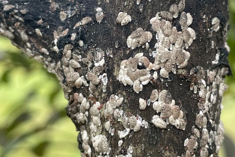 Check White Crusty Patches Hiding In Branch Crotches Check White Crusty Patches Hiding In Branch Crotches