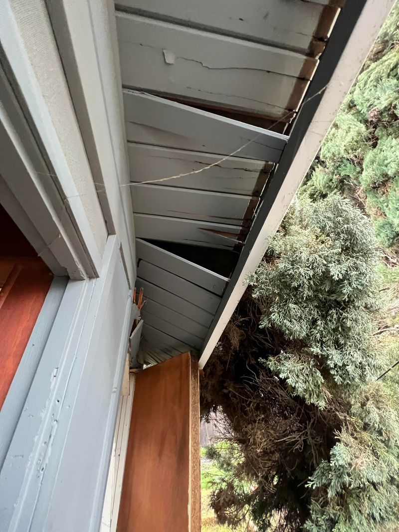 Check Your Coverage Before A Tree Emergency Happens