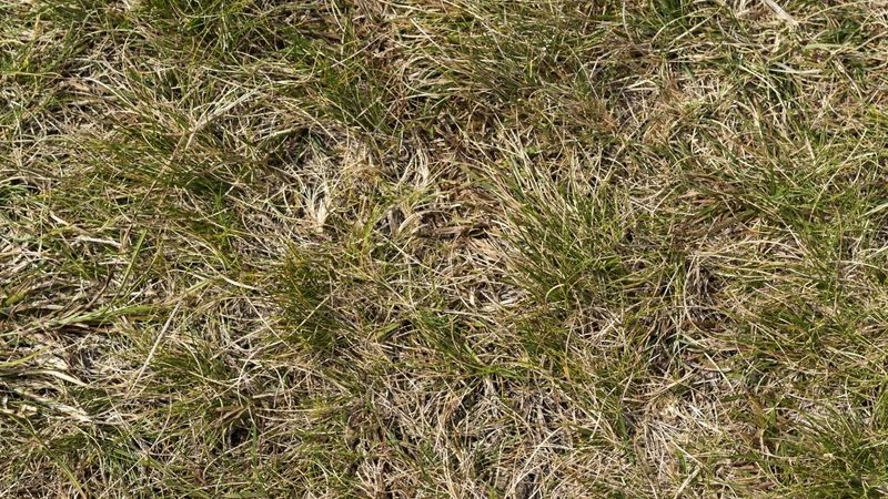 Check Your Lawn Before You Start Any Repairs Check Your Lawn Before You Start Any Repairs