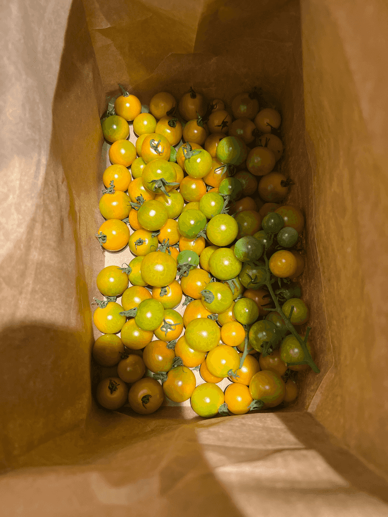 Check Your Stored Tomatoes Every Few Days Check Your Stored Tomatoes Every Few Days