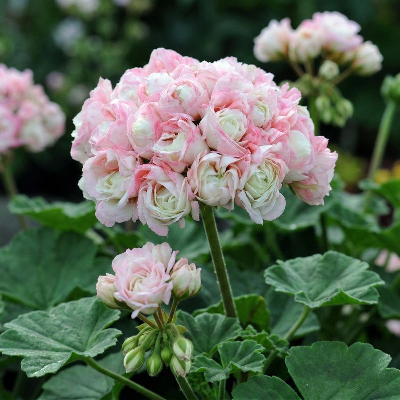 Check direct sun first for stronger flowering Check direct sun first for stronger flowering