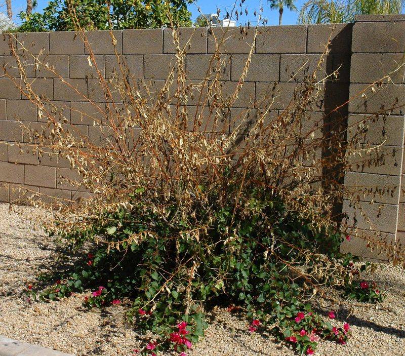 Check local frost risk before choosing a site