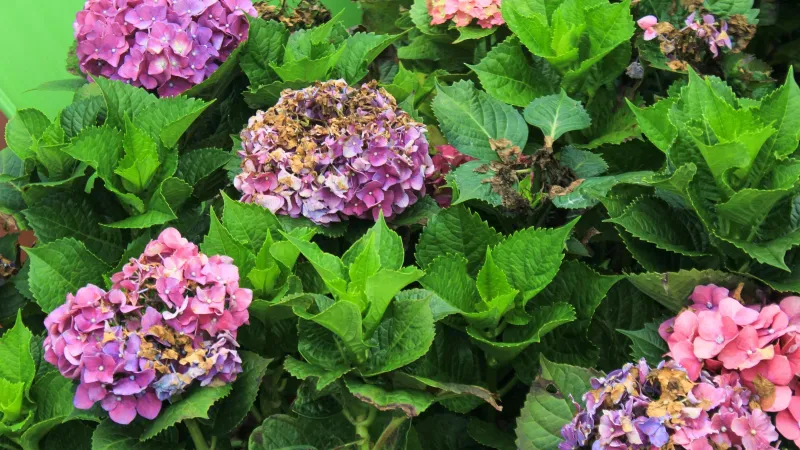 Check other causes before blaming fall pruning