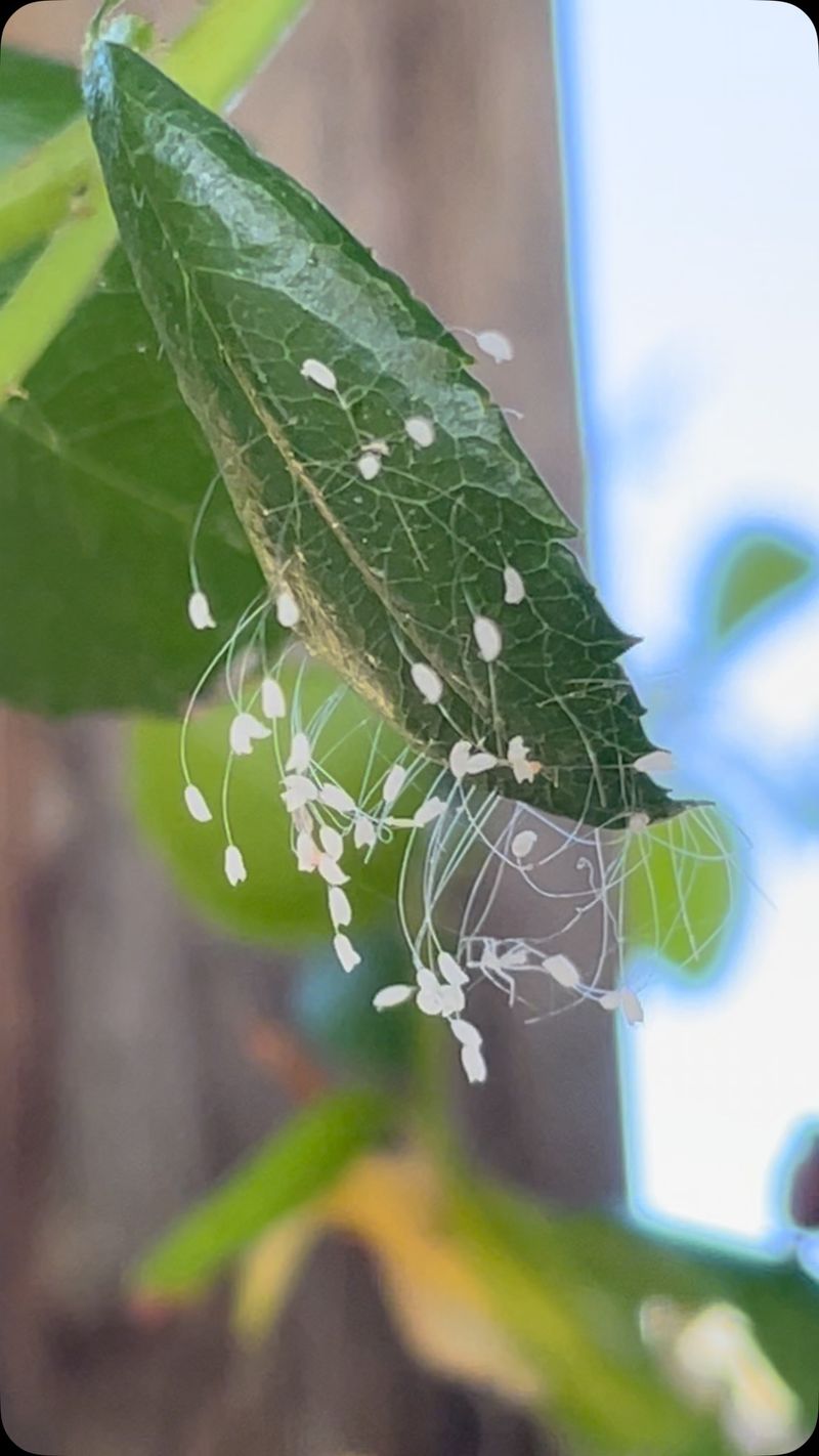 Check the Leaf Before You Call Every Egg Beneficial
