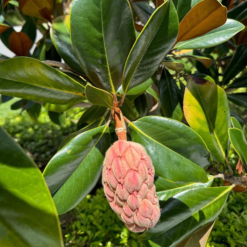 Check the Pod and the Nearby Foliage Before Calling It Magnolia Check the Pod and the Nearby Foliage Before Calling It Magnolia