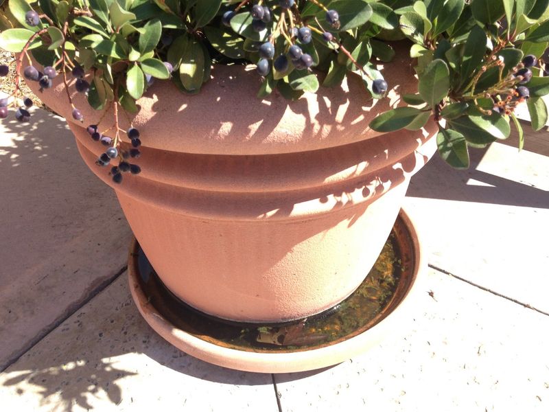 Check the pot and nearby water before taking bigger steps