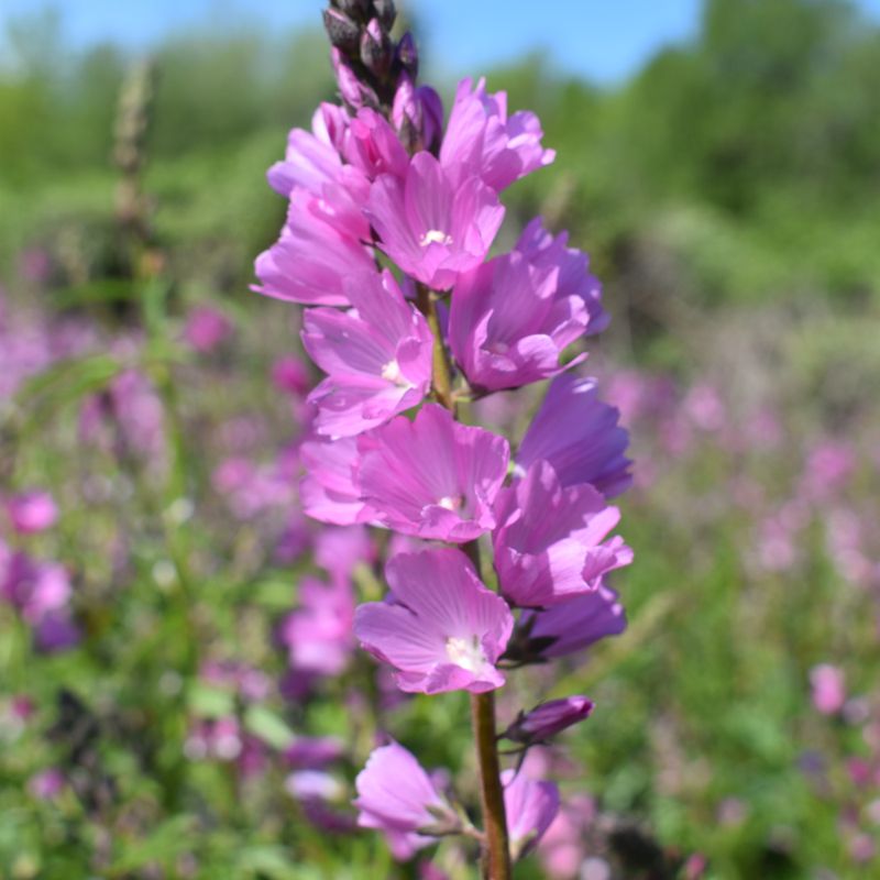 Checkermallow (Sidalcea sp.) Checkermallow (Sidalcea sp.)